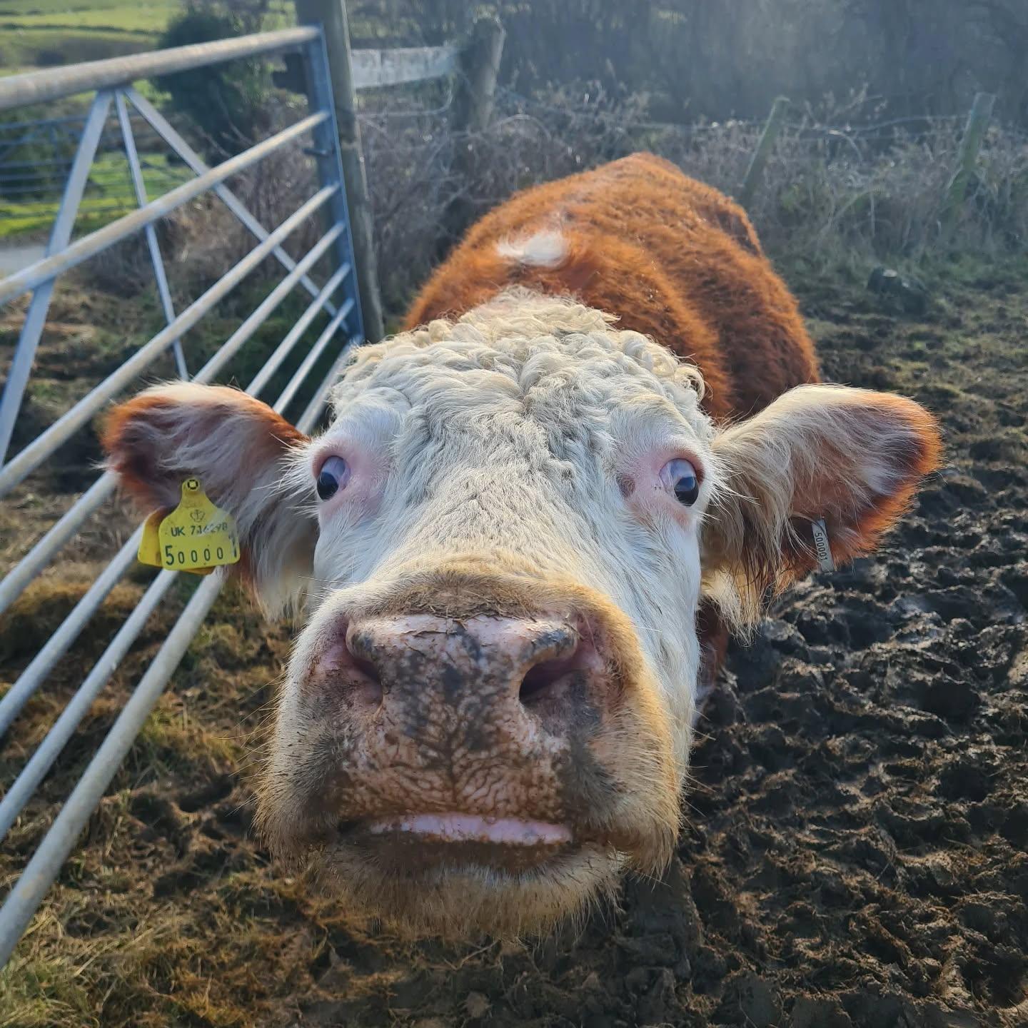Hereford portrait